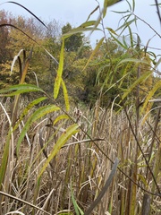 Salix nigra