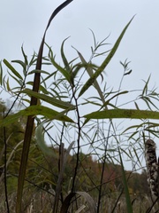 Salix nigra