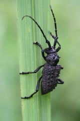 Aethalodes verrucosus
