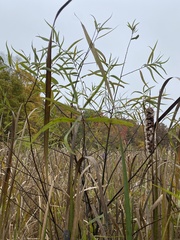 Salix nigra