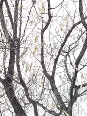 Elaeagnus angustifolia