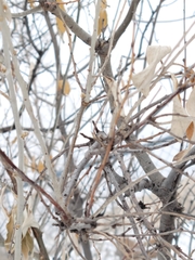 Elaeagnus angustifolia