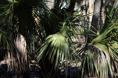Sabal palmetto