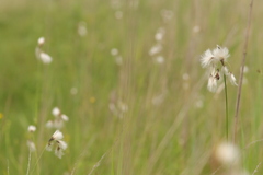 Eriophorum latifolium