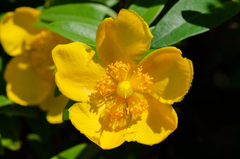 Hypericum calycinum