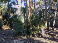 Sabal palmetto