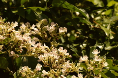 Fridericia florida