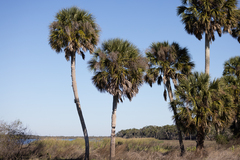 Sabal palmetto