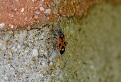 Lygaeus alboornatus
