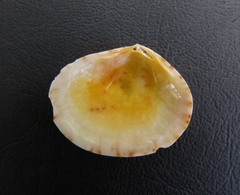 Semele pulchra