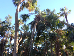 Sabal palmetto