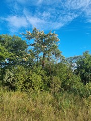 Vachellia