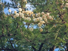 Vachellia