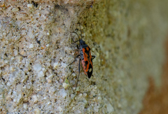Lygaeus alboornatus