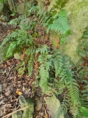 Polystichum oculatum