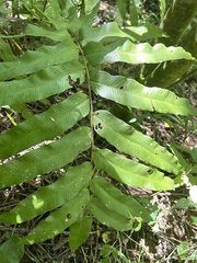 Meniscium reticulatum