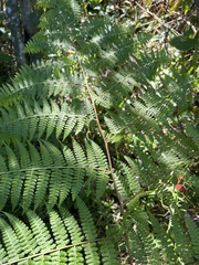 Dennstaedtia bipinnata