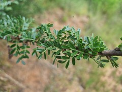 Ormocarpum trichocarpum