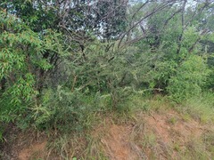 Ormocarpum trichocarpum