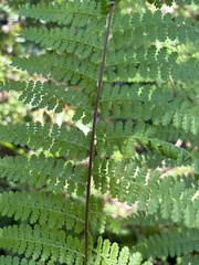 Dennstaedtia bipinnata