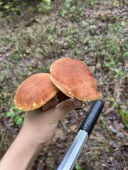 Aureoboletus moravicus