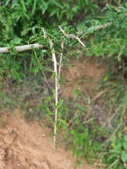 Ormocarpum trichocarpum