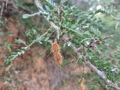 Ormocarpum trichocarpum