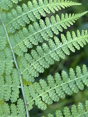 Dennstaedtia bipinnata