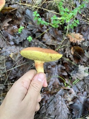 Aureoboletus moravicus