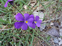 Viola tricolor