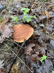 Aureoboletus moravicus