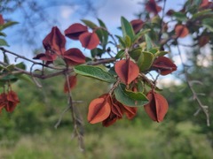 Combretum hereroense