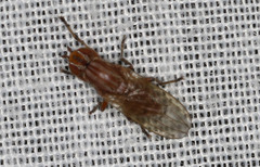Pyrgotidae