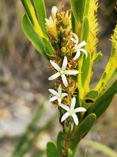 Image of Wahlenbergia axillaris by (c) Barbara le Roux, some rights reserved (CC BY-SA)