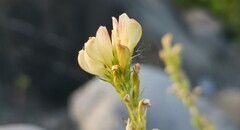 Onobrychis saxatilis