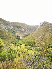 Wahlenbergia axillaris