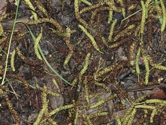 Alnus lusitanica