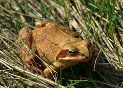 Rana