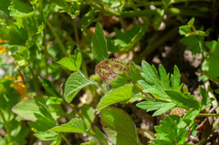 Puccinia lapsanae