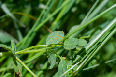 Melampsora helioscopiae