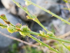 Onobrychis saxatilis