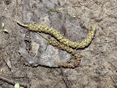 Alnus lusitanica