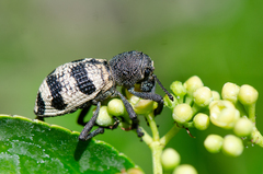 Aegorhinus phaleratus