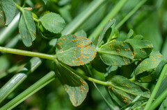 Melampsora helioscopiae