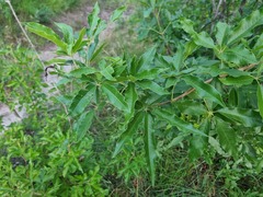 Vitex rehmannii