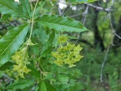 Vitex rehmannii