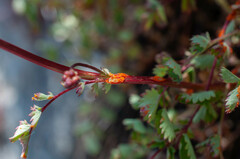 Phragmidium sanguisorbae