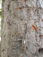 Neoptychodes trilineatus