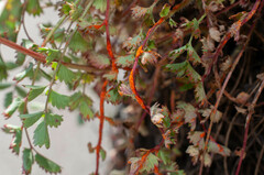 Phragmidium sanguisorbae