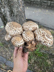 Agaricus bohusii